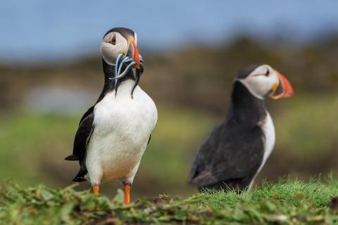 Puffins mit Sandaalen 