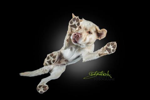 Schuberts Fotografie Tierfotograf, Fotostudio Rheurdt