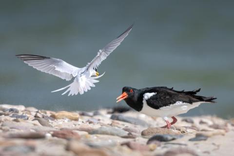 Zwergseeschwalbe verteidigt Brutgebiet