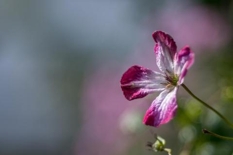 Clematis Viticella