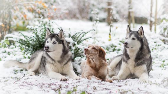 Familienportrait