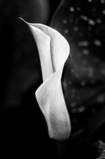 Calla II