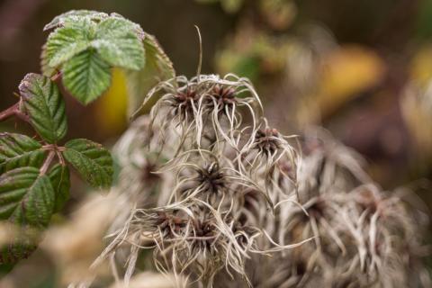 Clematis wraps blackberry