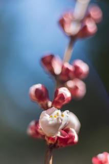 Aprikosen-Blüte