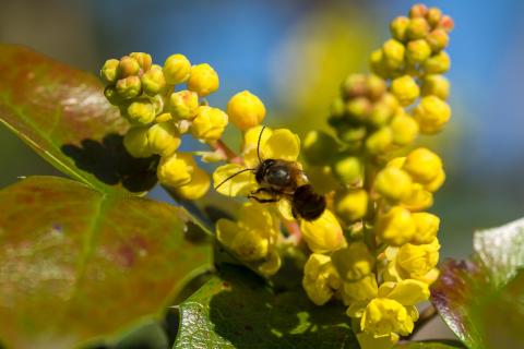 Mahonie mit Mauerbiene