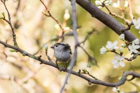 Kleiner Vogel im Zwetschgenbaum