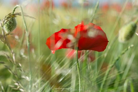 Klatschmohn
