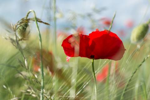 Nochmal Klatschmohn
