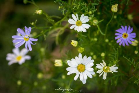 Australisches Gänseblümchen