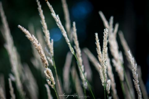 Gras