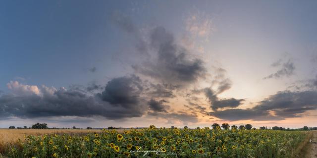 Sonnenblumen im Sonnenuntergang