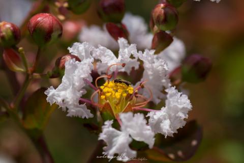 Blüte einer Lagerströmie