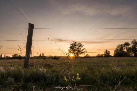 Sonnenuntergang in den Wiesen