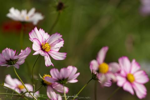 Herbst in Pink