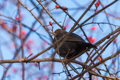 Amsel / Blackbird