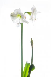 Amaryllis II