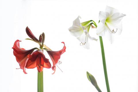 Amaryllis Rotweiß