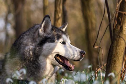 Akasha in den Schneeglöckchen / Akasha in the snowdrops