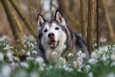 Achilles in den Schneeglöckchen / Achilles in the snowdrops