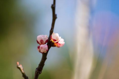 Aprikosenblüte / Apricot blossom