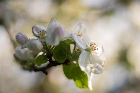 Apfelblüte I / Apple blossom I