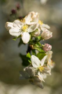 Apfelblüte II / Apple blossom II