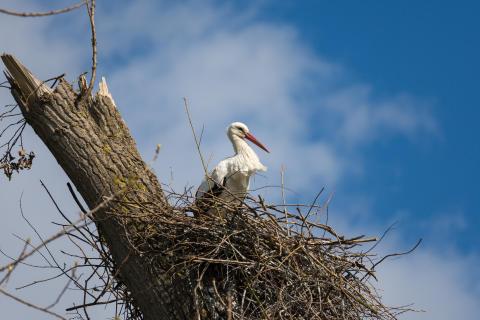 Weißstorch / White stork