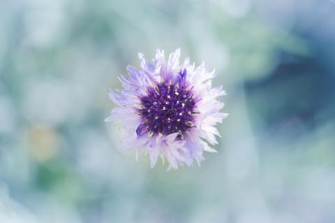 Kornblume / Cornflower