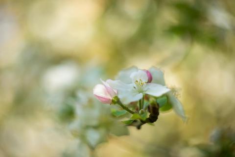 Apfelblüte / Apple blossom