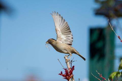 Fliege! / Fly!