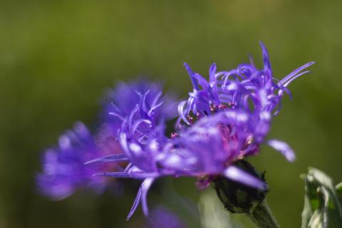 Berg-Flockenblume / Mountain cornflower