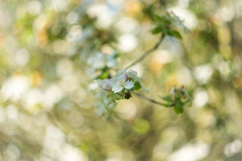 Apfelblüte / Apple blossom