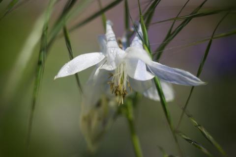 Akelei II / Columbine II