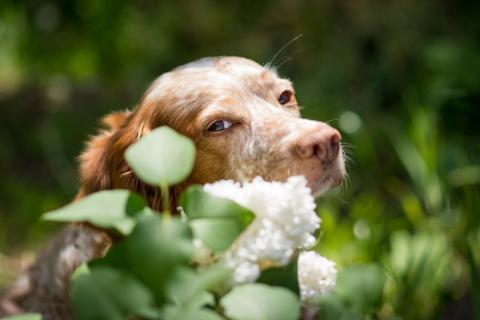 Flowerpower