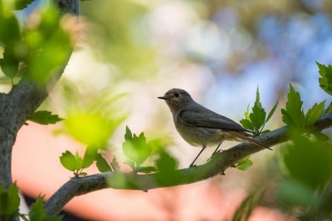 Hausrotschwanz / Black redstart