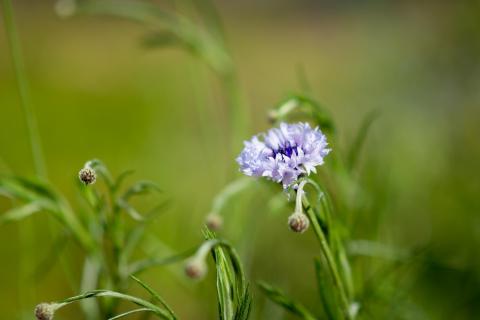 Kornblume / Cornflower