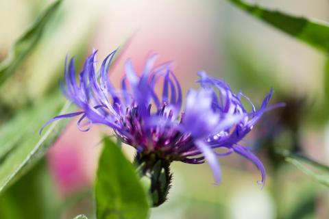 Berg-Flockenblume / Mountain cornflower