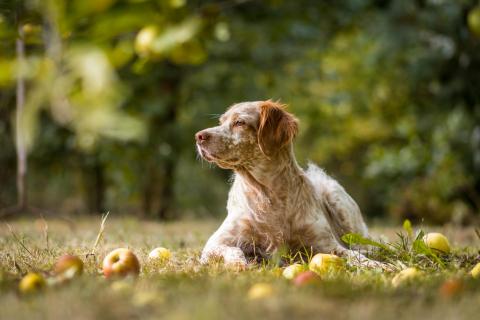 An apple a day...