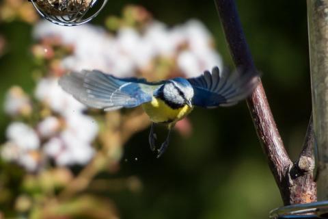 Blaumeise schwebt ein