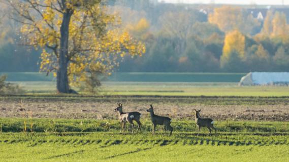 Rehe