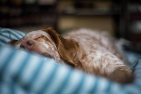 Schlaf - Sleep