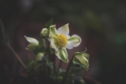 Christrose - Helleborus niger