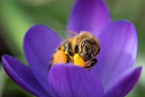 Bienen-Portrait