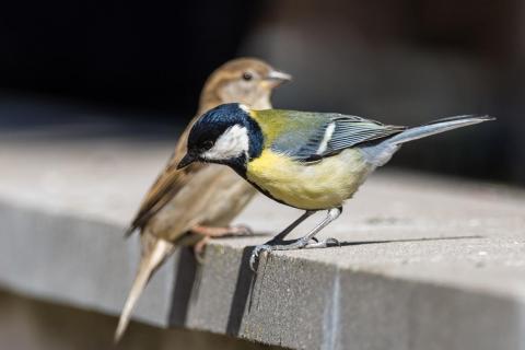 Kohlmeisenmann und Spatzenfrau