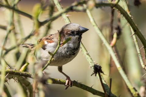 Dornenvogel