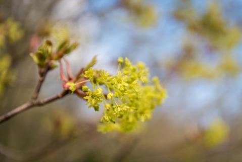 Ahornblüte