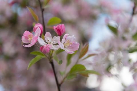 Zierapfel-Blüte