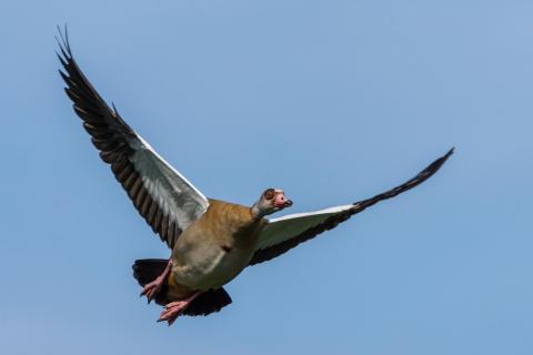 Nilgans