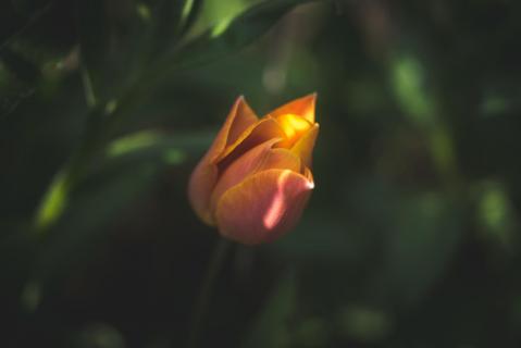 Tulpe