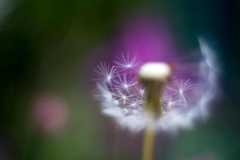 Pusteblume